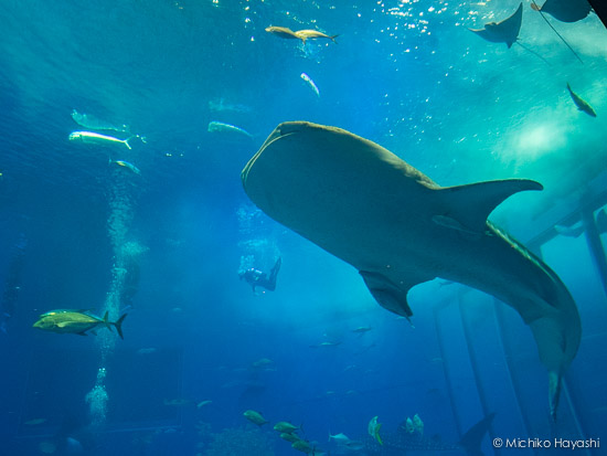 ジンベエザメに会いに