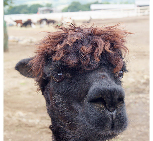 生きとし生けるもの