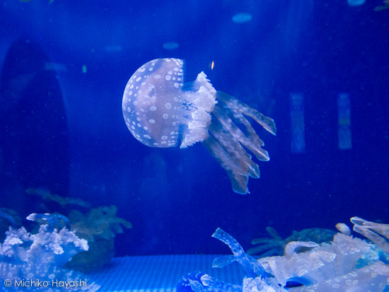 plankton 〜浮遊生物〜 1