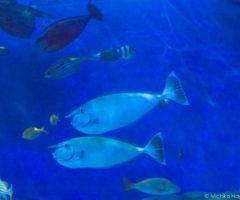 水族の館より