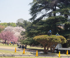 ことしのさくら